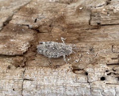 Trimerotropis maritima