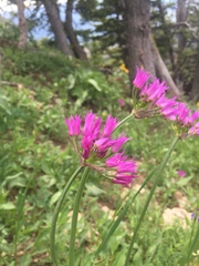 Allium brevistylum