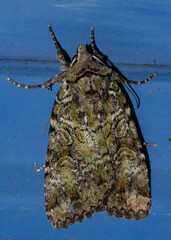 Anaplectoides pressus