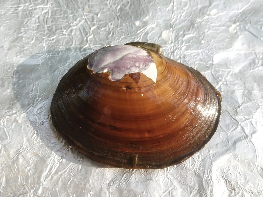 Purple Mahogany Clam