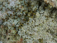 Chaenotheca chlorella