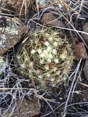 Escobaria missouriensis