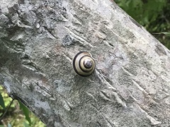 Euhadra brandtii sapporo