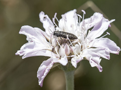 Acmaeodera cisti