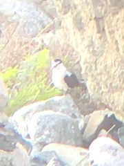 Onychoprion fuscatus