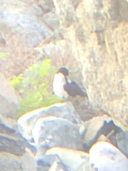 Onychoprion fuscatus