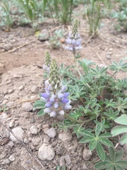 Lupinus breweri