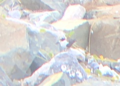 Onychoprion fuscatus