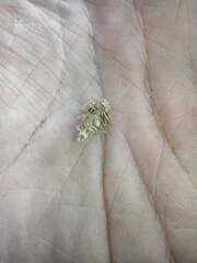 Brachycyttarus griseus