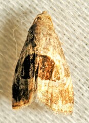 Tripudia rectangula