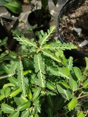 Phyllanthus leucanthus