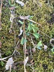 Sibbaldia procumbens