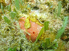 Dragmacidon reticulatum