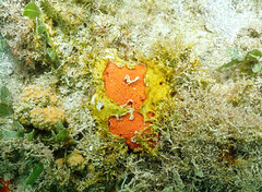 Dragmacidon reticulatum