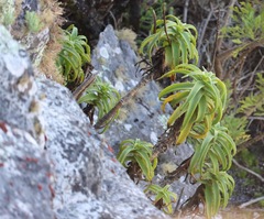 Aloiampelos striatula