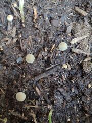 Panaeolus cyanescens