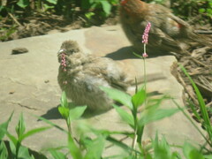 Haemorhous mexicanus