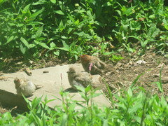 Haemorhous mexicanus