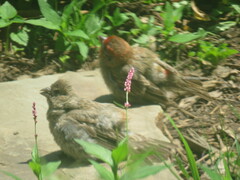 Haemorhous mexicanus