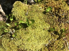 Salix herbacea