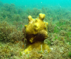 Solenastrea hyades