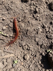 Scolopocryptops spinicaudus