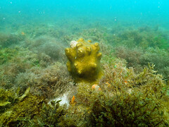 Solenastrea hyades