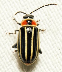 Disonycha pensylvanica