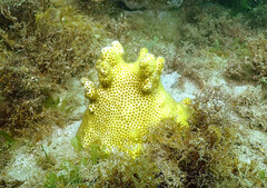 Solenastrea hyades