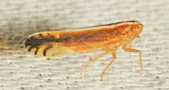 Stenocranus brunneus