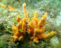 Umimayanthus parasiticus