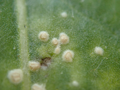 Pustula spinulosa