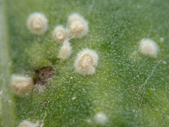 Pustula spinulosa
