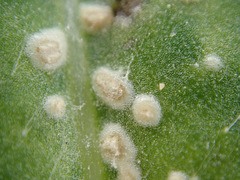 Pustula spinulosa