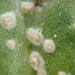 Pustula spinulosa - Photo (c) Pavel Šinkyřík, algunos derechos reservados (CC BY-NC), subido por Pavel Šinkyřík