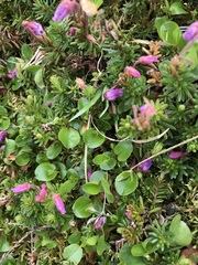 Salix herbacea