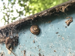 Karaftohelix gainesi