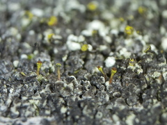 Chaenotheca phaeocephala