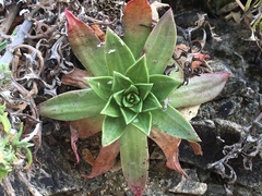 Dudleya caespitosa