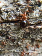 Loricula elegantula