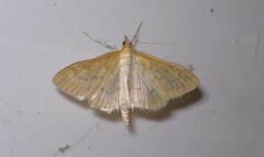 Paratalanta hyalinalis