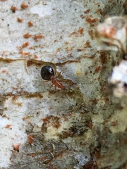 Loricula elegantula