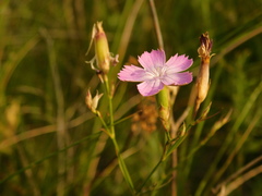 Dianthus pallens