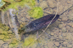 Nepoidea