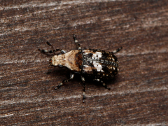 Euparius paganus