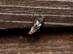 Euparius paganus
