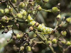 Cucullia canariensis