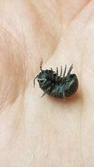 Armadillidium vulgare
