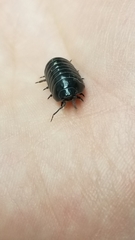 Armadillidium vulgare