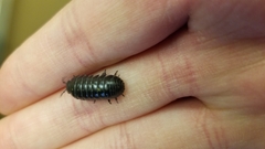Armadillidium vulgare